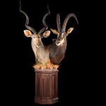 Greater Kudu & Sable Octagon Pedestalmount Combination 20250519 73319