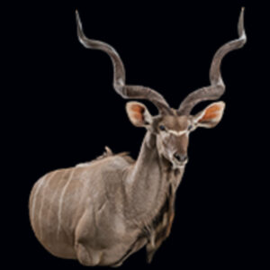 Greater Kudu Wall Pedestalmount R/T Flatback 20180507 72478