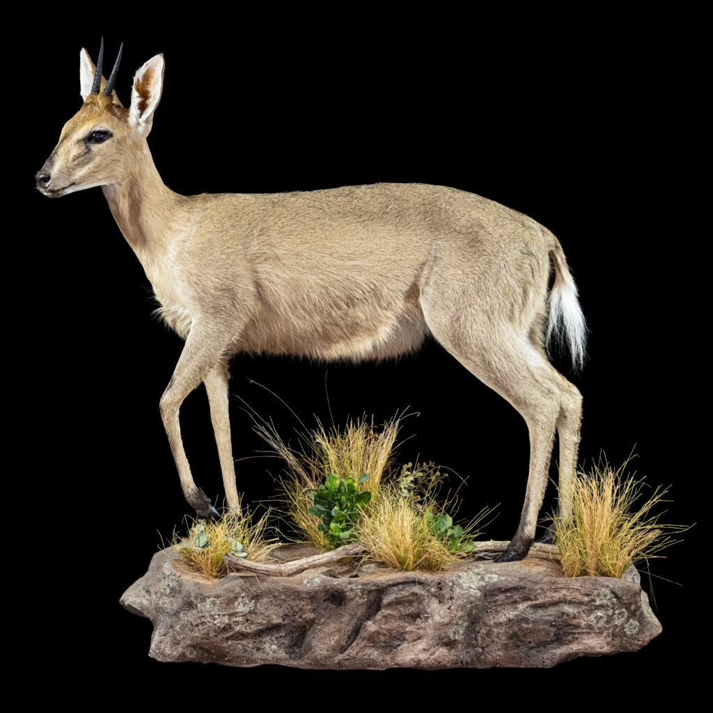 Grey Duiker Fullmount Wall Display 20250407 72957