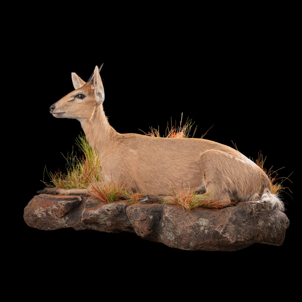 Grey Duiker Fullmount Wall Display 20250505 72963