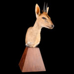 Grey Duiker Pedestalmount L/T on Custom Pedestal 20250918 73295