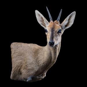 Grey Duiker Wall Pedestalmount R/T Curvedback 20191115 71601