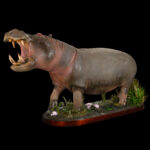 Hippo Artificial Fullmount 20250716 73313