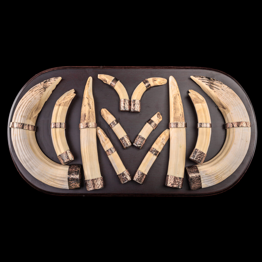 Hippo Tusks Shieldmount 20250904 73314