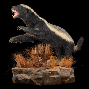 Honey Badger Fullmount Wall Display 20250723 73315