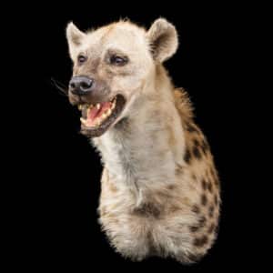 Spotted Hyena Shouldermount 20220830 72400