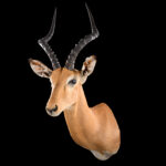 Impala Shouldermount L/T 20250602 73317