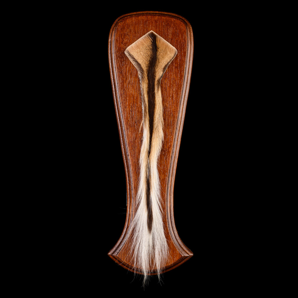 Impala Tail Shieldmount 20250902 73316