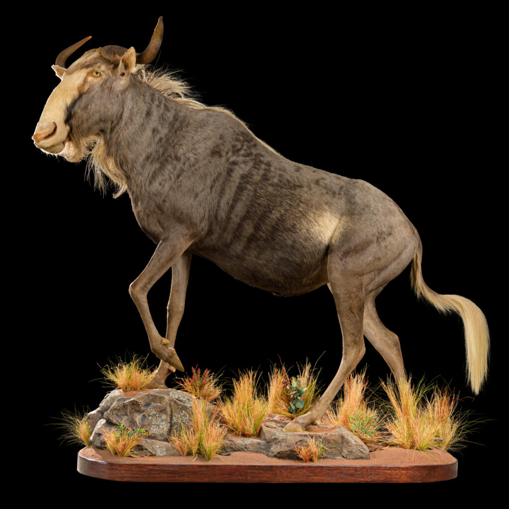 King's Wildebeest Fullmount 20250704 73048