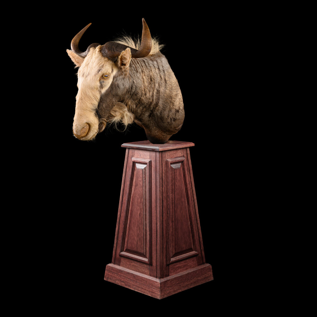 King's Wildebeest Pedestalmount 20251118 73369