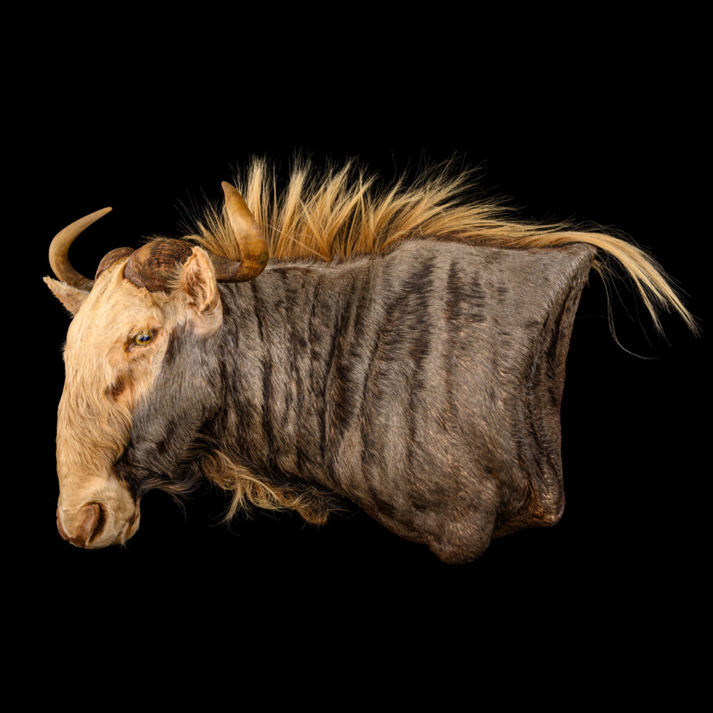 King's Wildebeest Wall Pedestalmount L/T Curvedback 20250731 73365