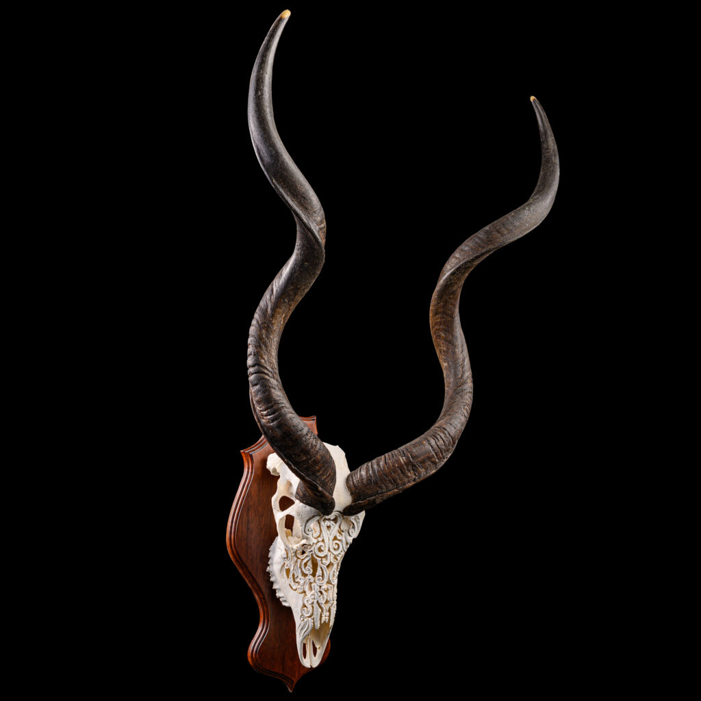 Kudu Fullskull Shieldmount Carved 20250913 73323