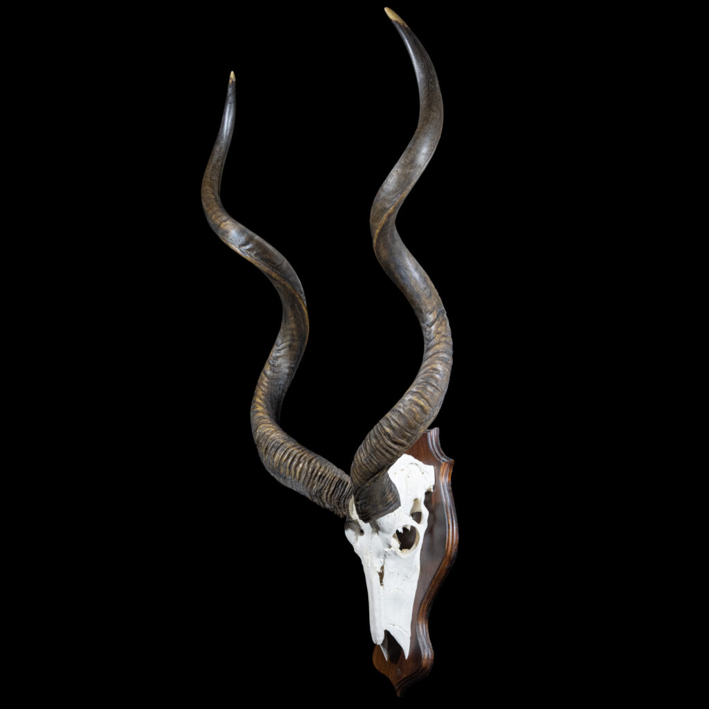 Kudu Skull Euro Shieldmount 20250411 72951