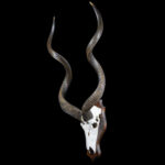 Kudu Skull Euro Shieldmount 20250411 72951