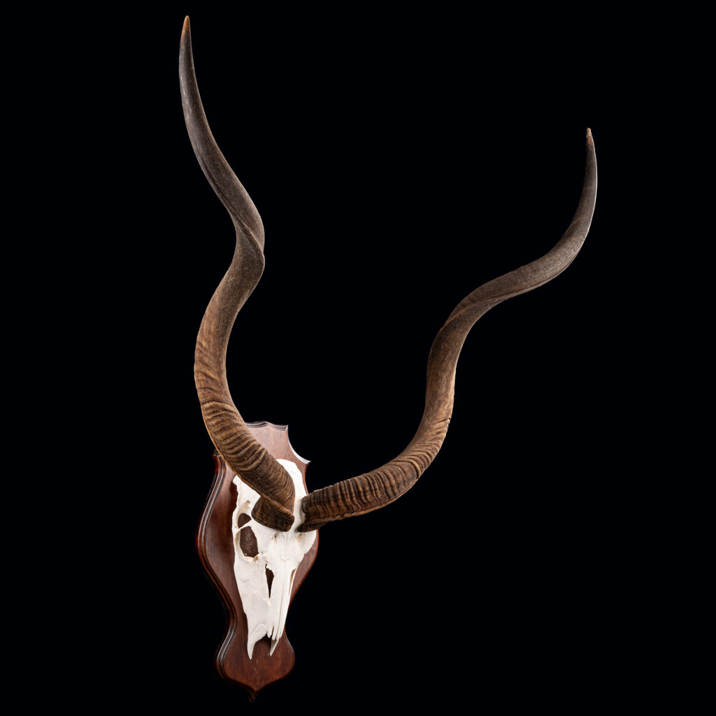 Kudu Skull Euro Shieldmount 20250514 72980