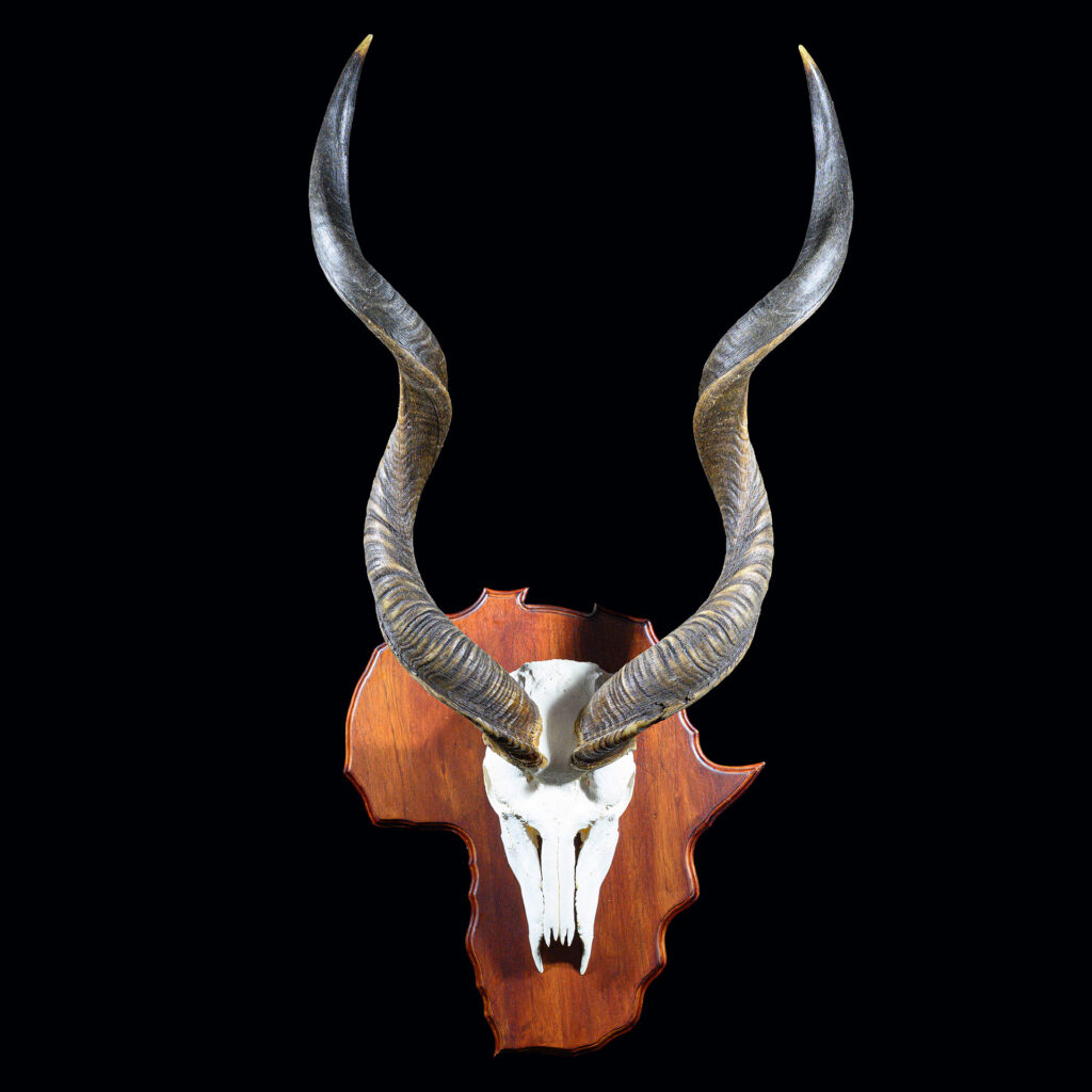 Kudu Skull Euro Shieldmount on Africa Shape Shield 20250411 72966
