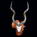Kudu Skull Euro Shieldmount on Africa Shape Shield 20250411 72966