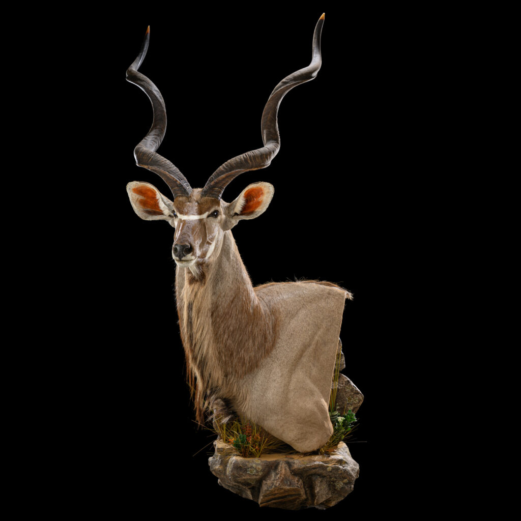 Greater Kudu Wall Pedestalmount L/T 20250313 72253