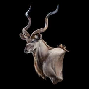 Greater Kudu Wall Pedestalmount R/T Curvedback 20191121 72483