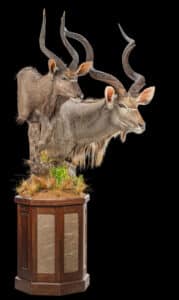 Kudu and Nyala Pedestalmount on Custom Base with Skin Inlays and Habitat 20230619 51895