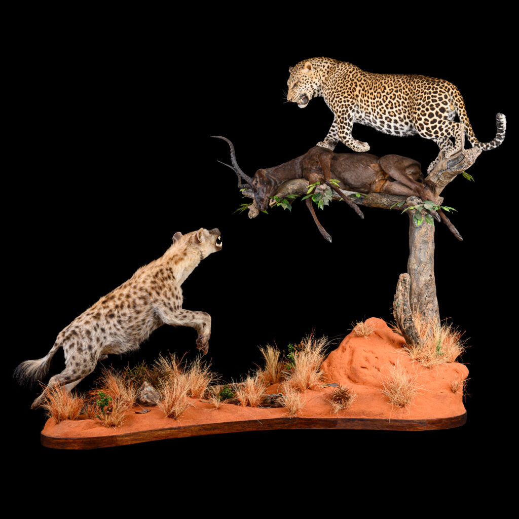 Leopard & Spotted Hyena with Black Impala Fullmount Combination 20250905 73325