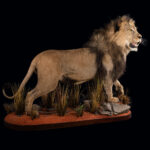 Lion Fullmount 20250527 73008