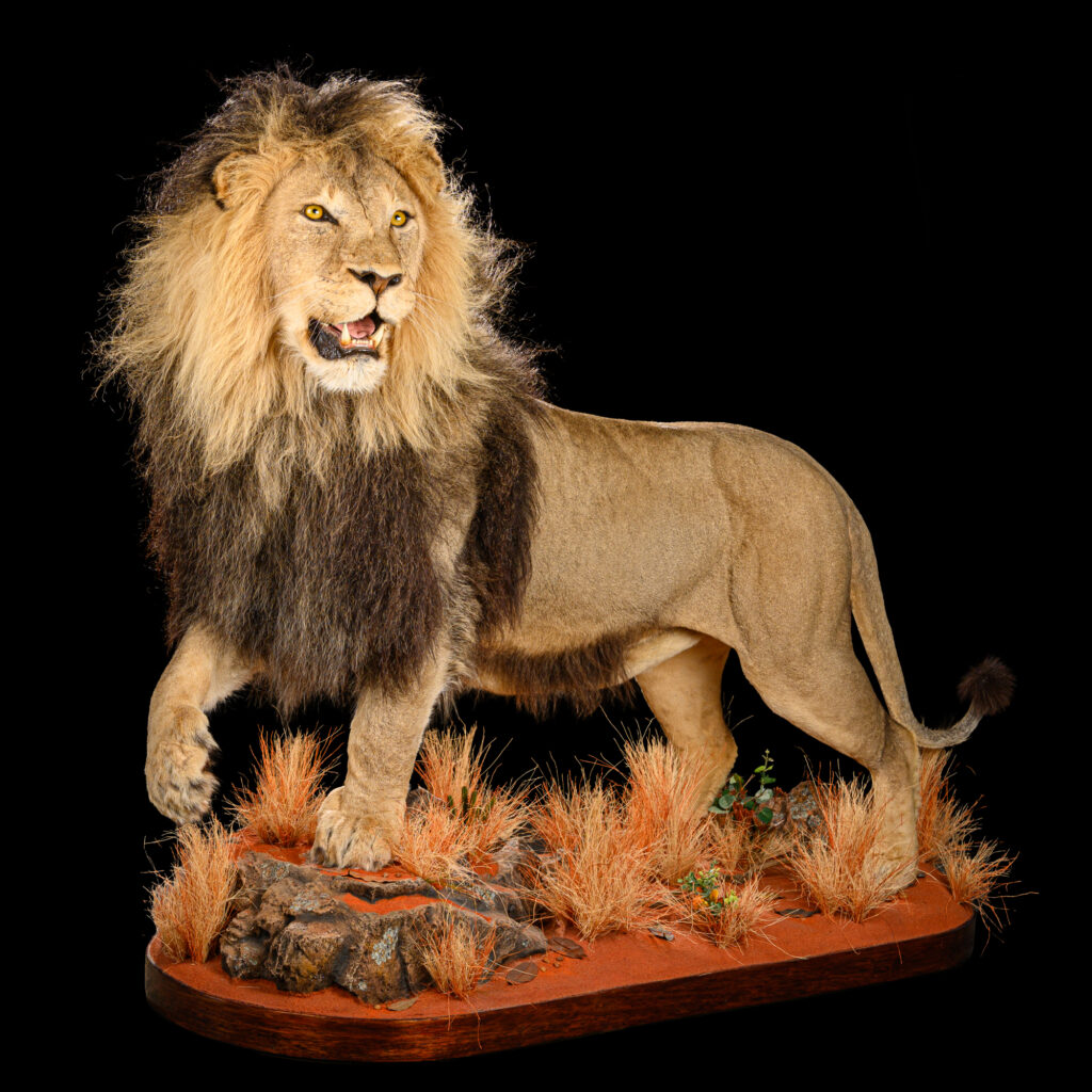 Lion Fullmount 20250627 73327