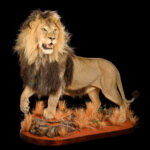 Lion Fullmount 20250627 73327