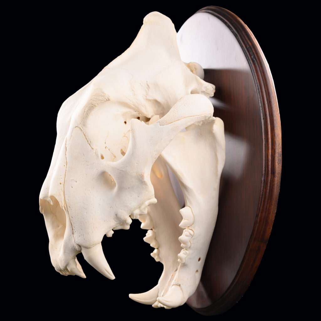 Lion Fullskull Shieldmount 20250610 73023