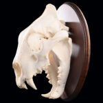 Lion Fullskull Shieldmount 20250610 73023