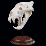 Lion Fullskull on Metal Stand with Wood Base 20250523 73013