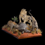 Lion & Spotted Hyena with Burchell's Zebra Fullmount Combination 20250716 73056