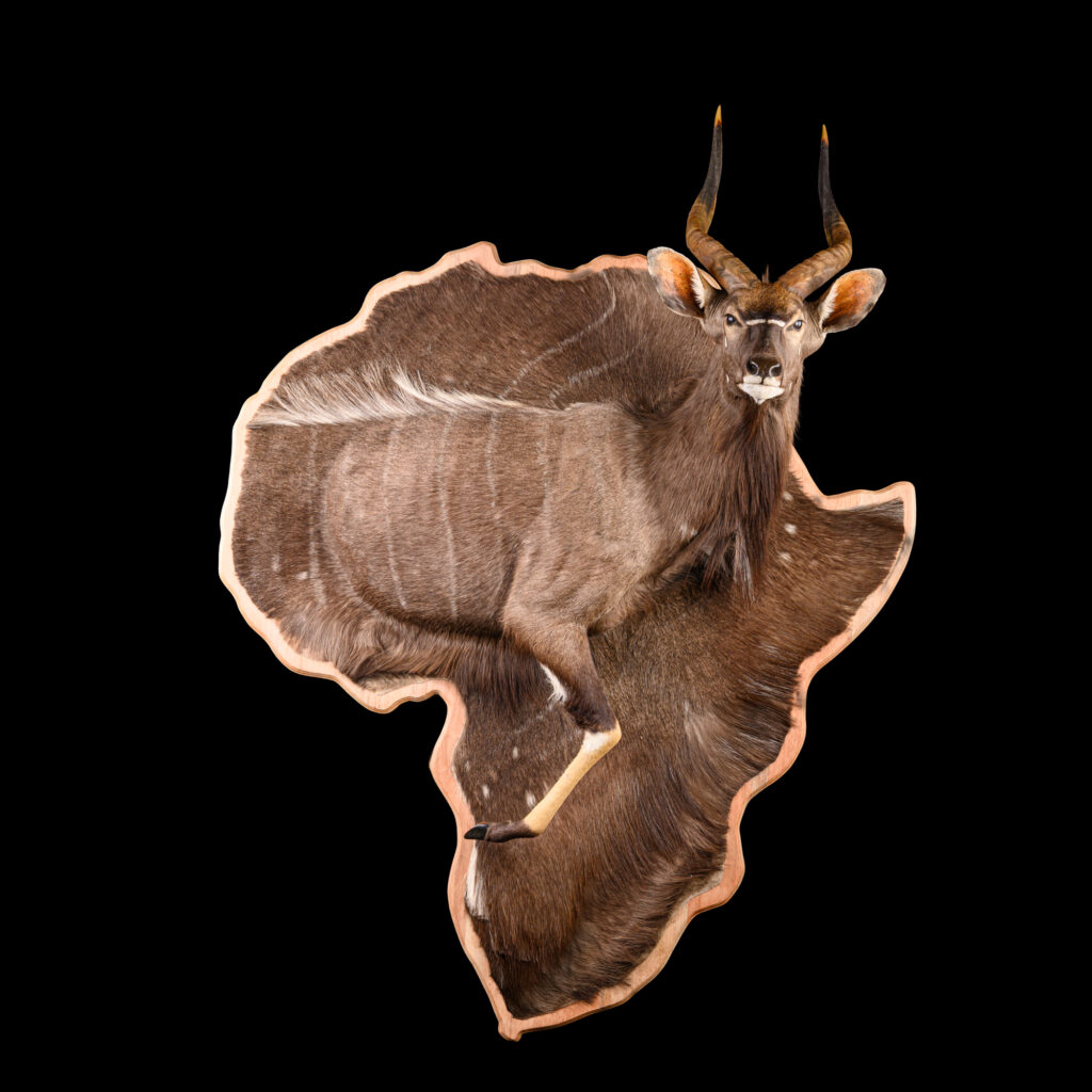 Nyala 3D Portrait Mount on Africa Shape Shield 20250825 73328