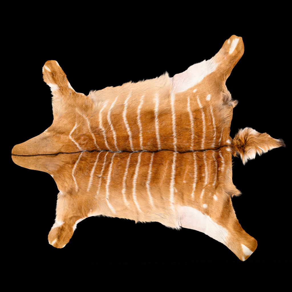 Nyala Flatskin Tan 20250723 73329