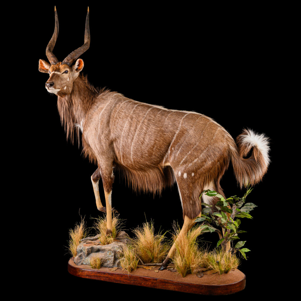 Nyala Fullmount 20250913 73332