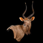 Nyala Wall Pedestalmount R/T Curvedback 20250731 73330