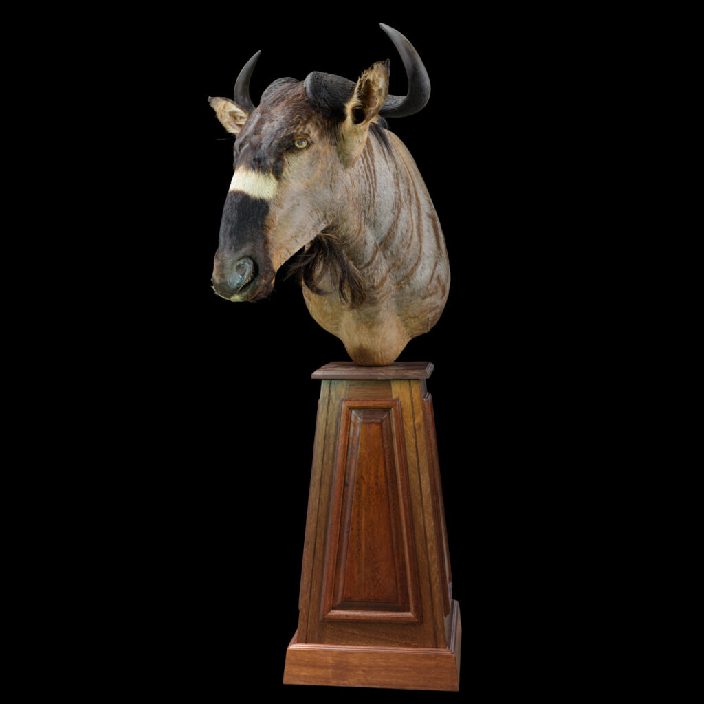 Nyasaland Wildebeest Pedestalmount R/T 20250709 73031