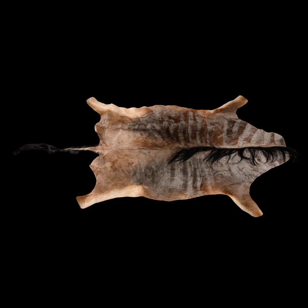 Nyassaland Wildebeest Flatskin Tan 20250722 73362