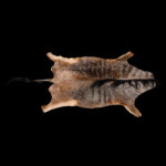 Nyassaland Wildebeest Flatskin Tan 20250722 73362