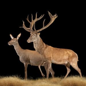 Red Deer Fullmount Combination 20171107 71060