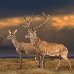 Red Deer Fullmount Stag and Hind Combination 20230518 52109
