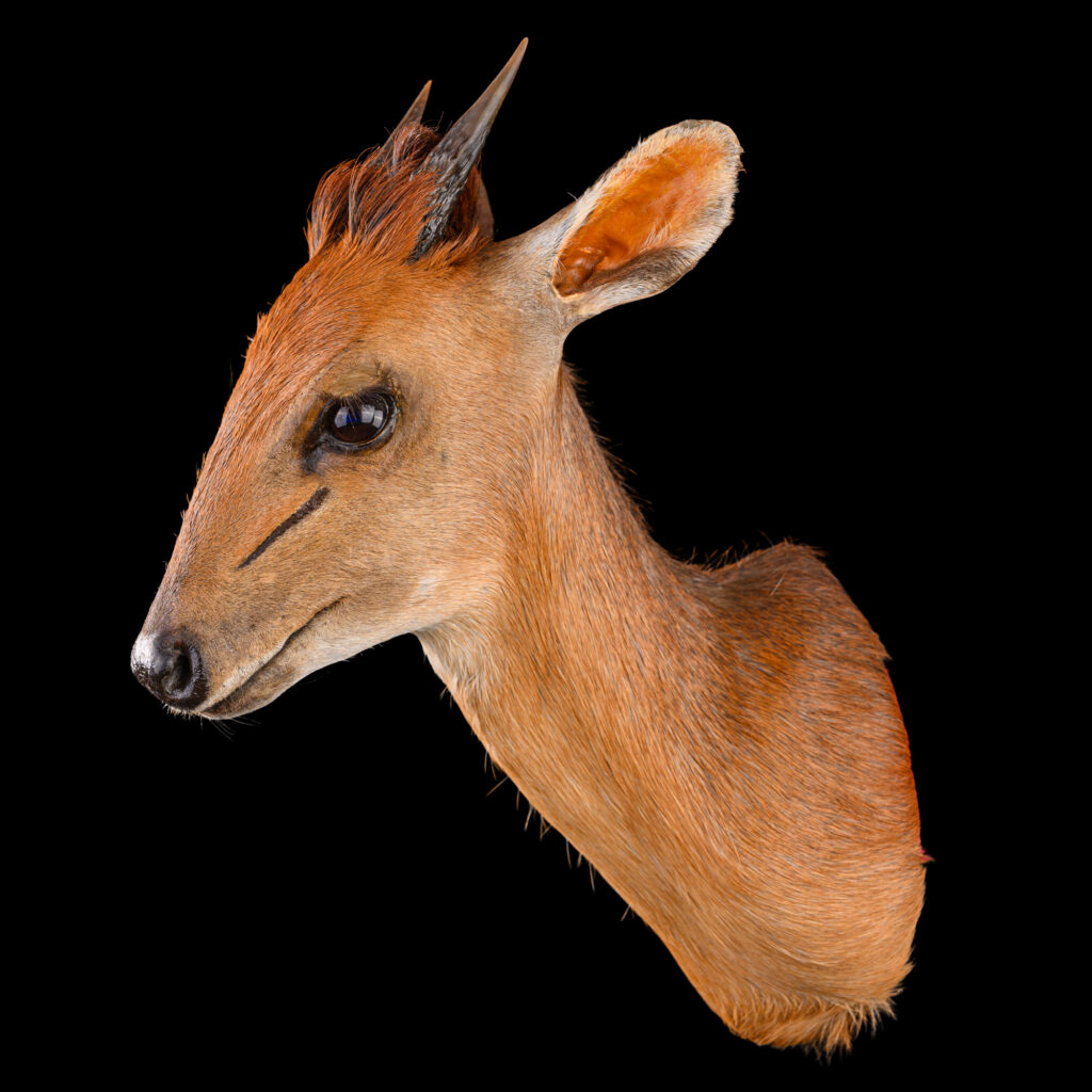 Red Duiker Shouldermount STR 20250827 73297