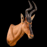 Red Hartebeest Shouldermount R/T 20250904 73311