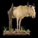 Royal Wildebeest Halfmount 20250704 73050