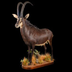 Sable Fullmount 20250627 73344