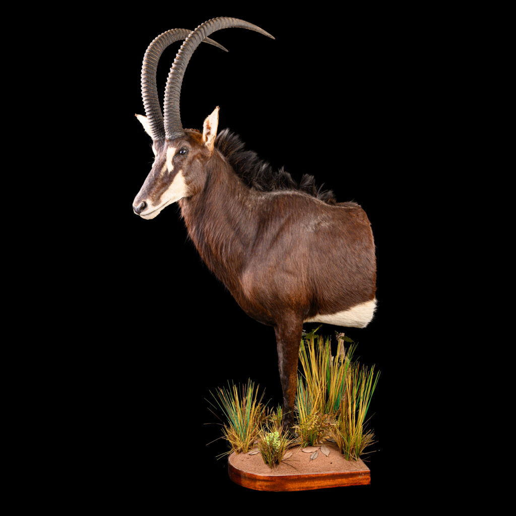 Sable Halfmount 20250929 73343