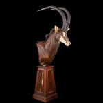 Sable Pedestalmount with Sable Skin Inlay 20250913 73346