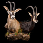 Sable & Roan Wall Pedestalmount Combination 20251117 73342