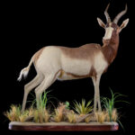 Saddleback Blesbuck Fullmount 20250704 73052