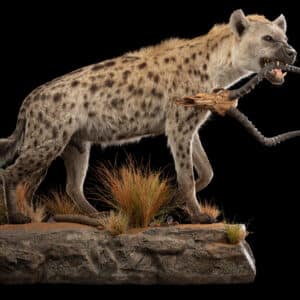 Spotted Hyena Fullmount with Impala Skull Right Turn Wall Display 20230316 0004